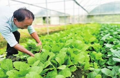 扶貧到位 農田復蘇