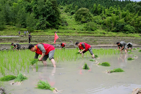 國網樂安縣供電公司“黨建+扶貧”黨員助耕到田頭