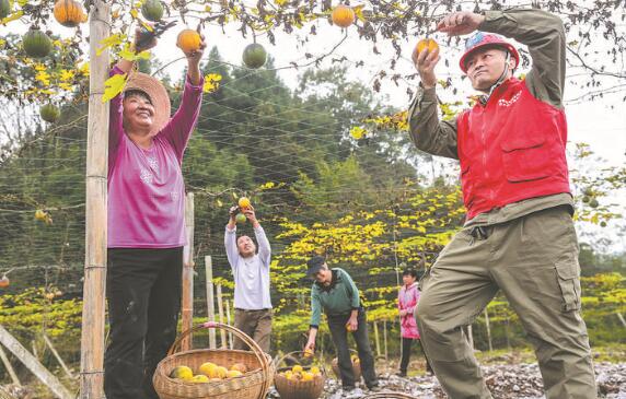 國網湖北電力電力扶貧 情灑荊楚