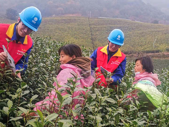 國網寧波市鄞州區供電公司：早春采茶忙 供電來幫忙