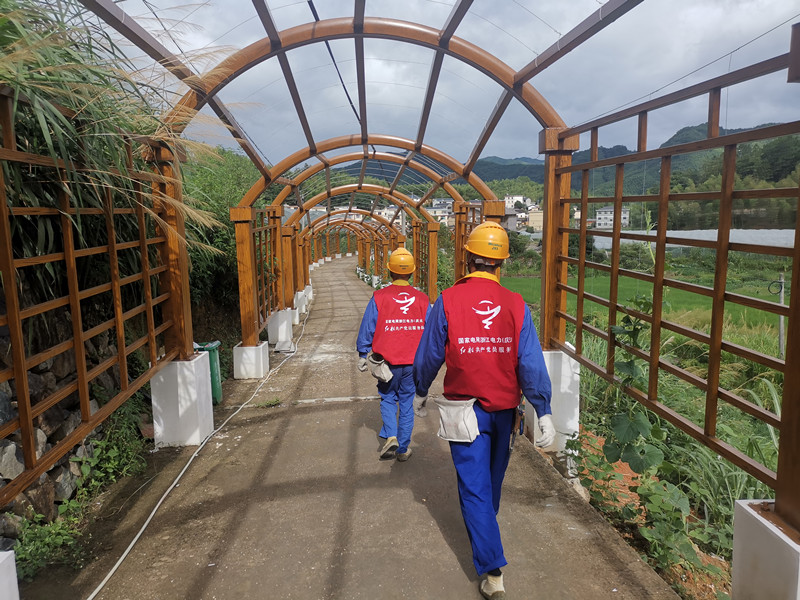 國網慶元縣供電公司：“紅馬甲”精準服務 葡萄園里串起“致富果”