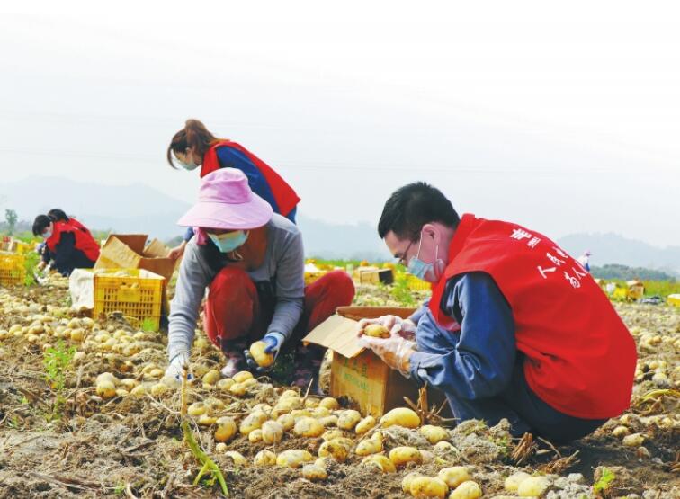 “野生”直播帶貨 助農不分你我