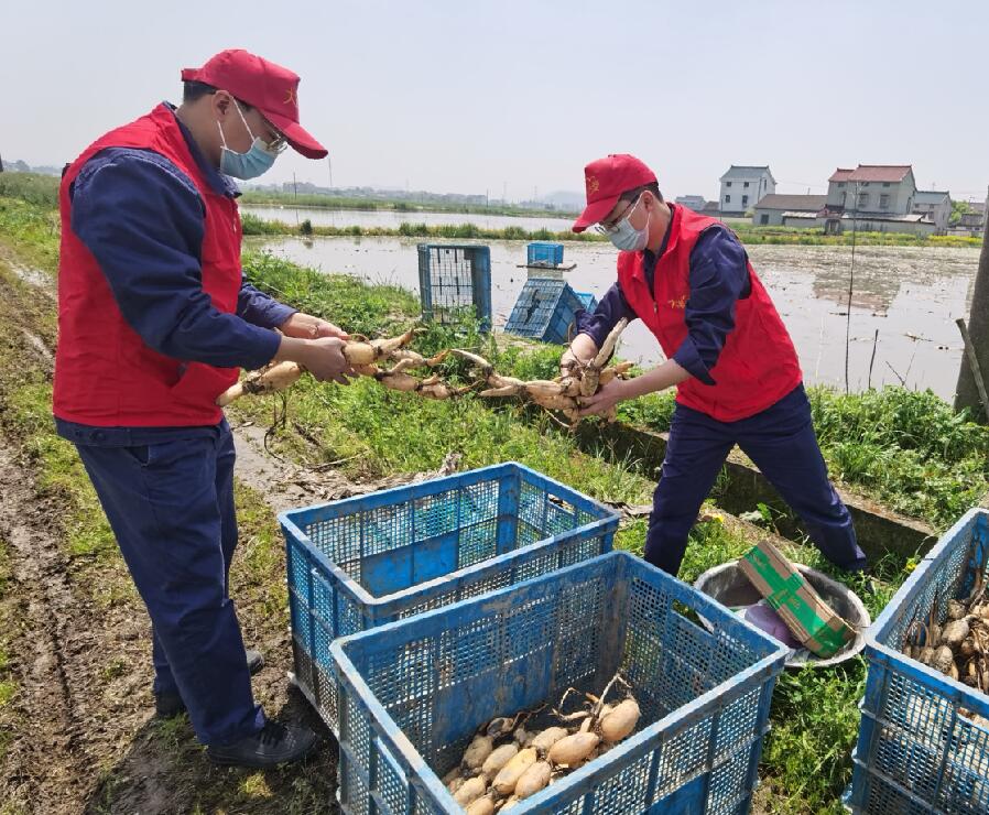 熱心助藕農(nóng) 及時(shí)解難題