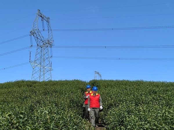 國網樂清市供電公司春茶“萌動”生產忙 電力護航茶飄香