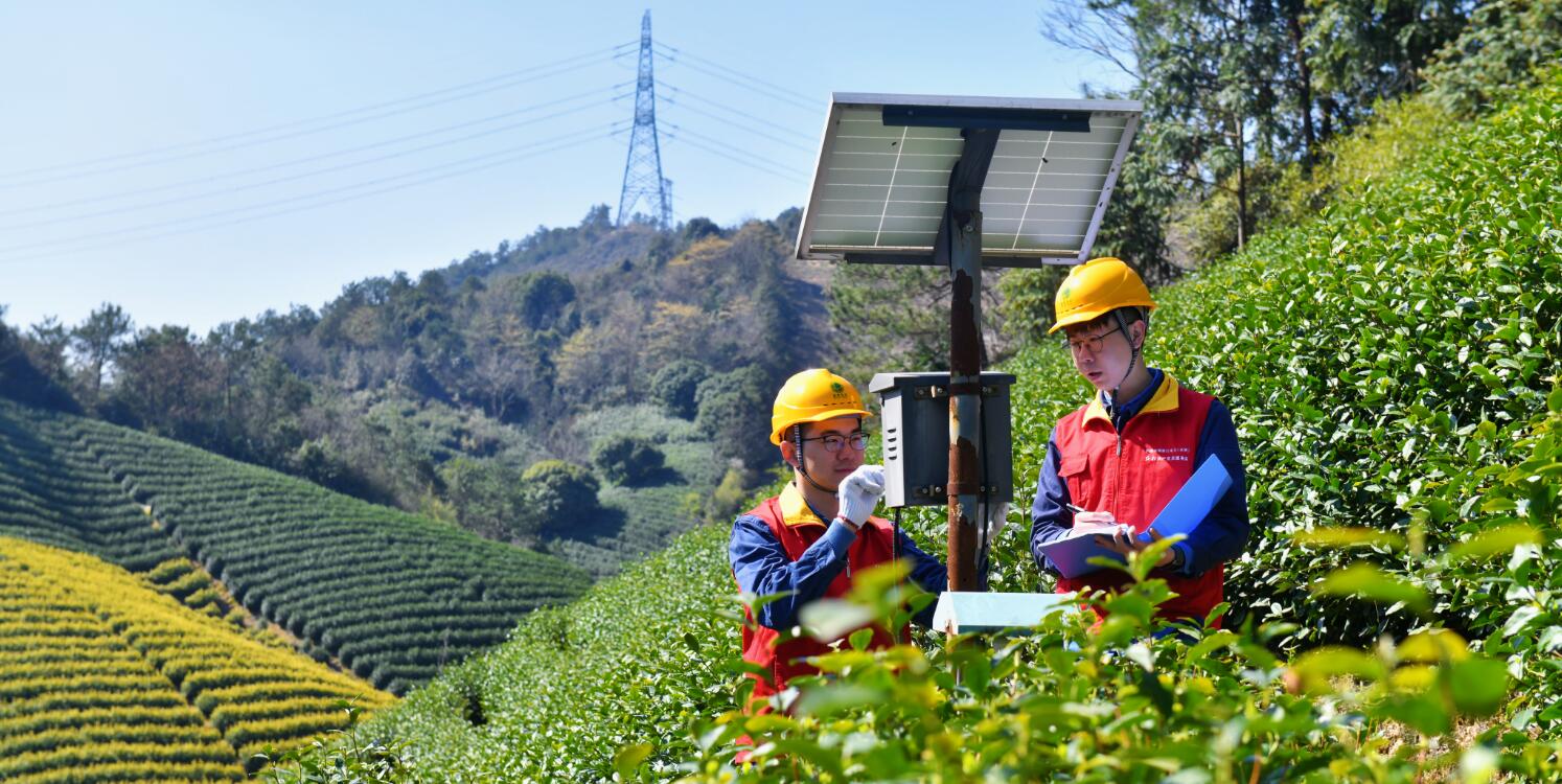 國網余姚市供電公司：電力春風拂綠野 春茶飄香產業旺