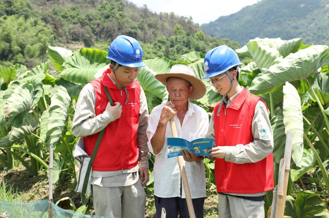 國網福鼎市供電公司電力賦能 共同奔向富“芋”路