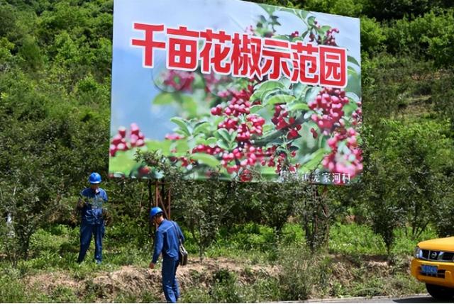 國網鳳縣供電公司當好電力保障排頭兵 助力唐藏椒飄香