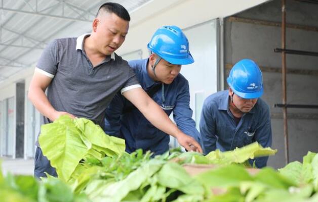 貴州印江供電局：優質電力服務 助力烤煙生產