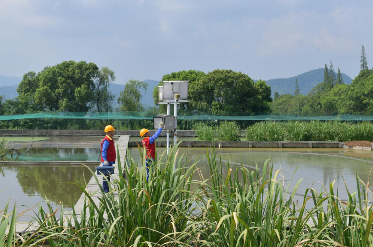 國網余姚市供電公司：電力供應有保障 茭白灌溉無憂愁