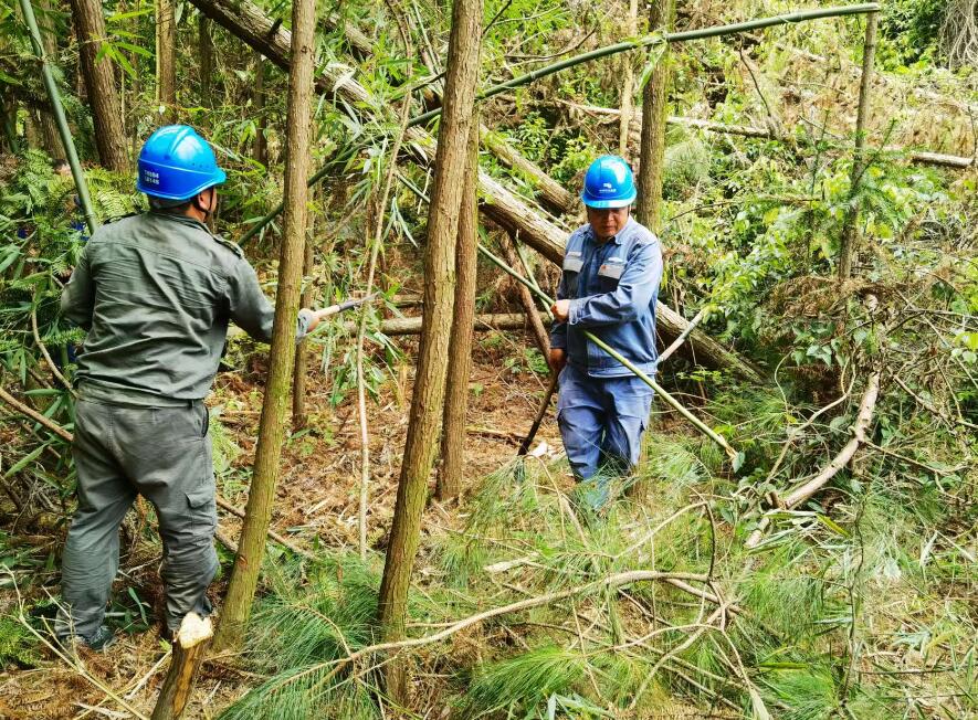 南方電網荔波供電局線路憂患如“猛獸”，通道清通要爭先