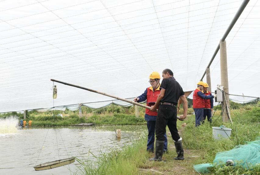 國網余姚市供電公司：優質服務電滿格 水產養殖信心足