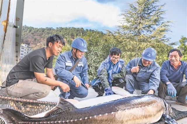 會澤縣上村鄉：電力供應足 鱘魚產業興