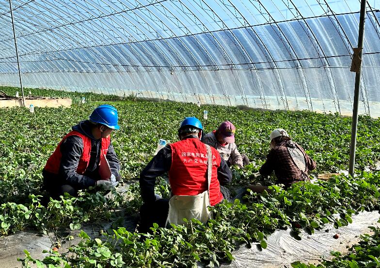 國網平泉供電公司電力賦能到田間 萬象“耕”新保電忙