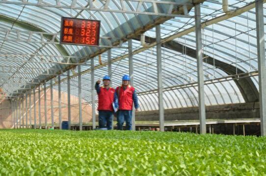 國網張掖供電公司優質電力助有機蔬菜增收