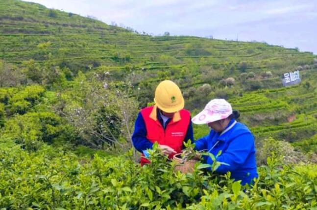 國網桂陽縣供電公司春茶生產“電力足”鄉村振興茶飄香