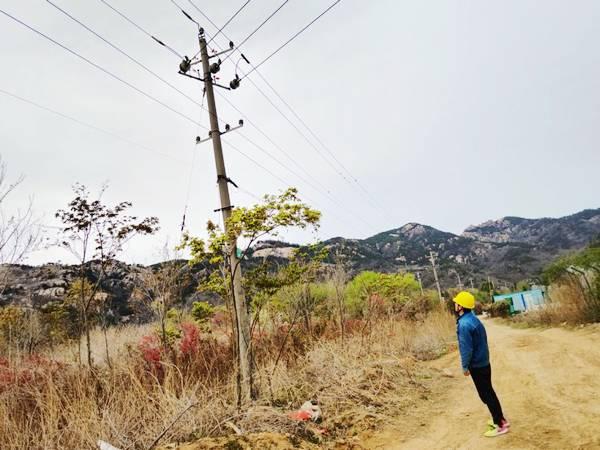 國網青島供電公司開展線路巡視和鳥巢清理工作