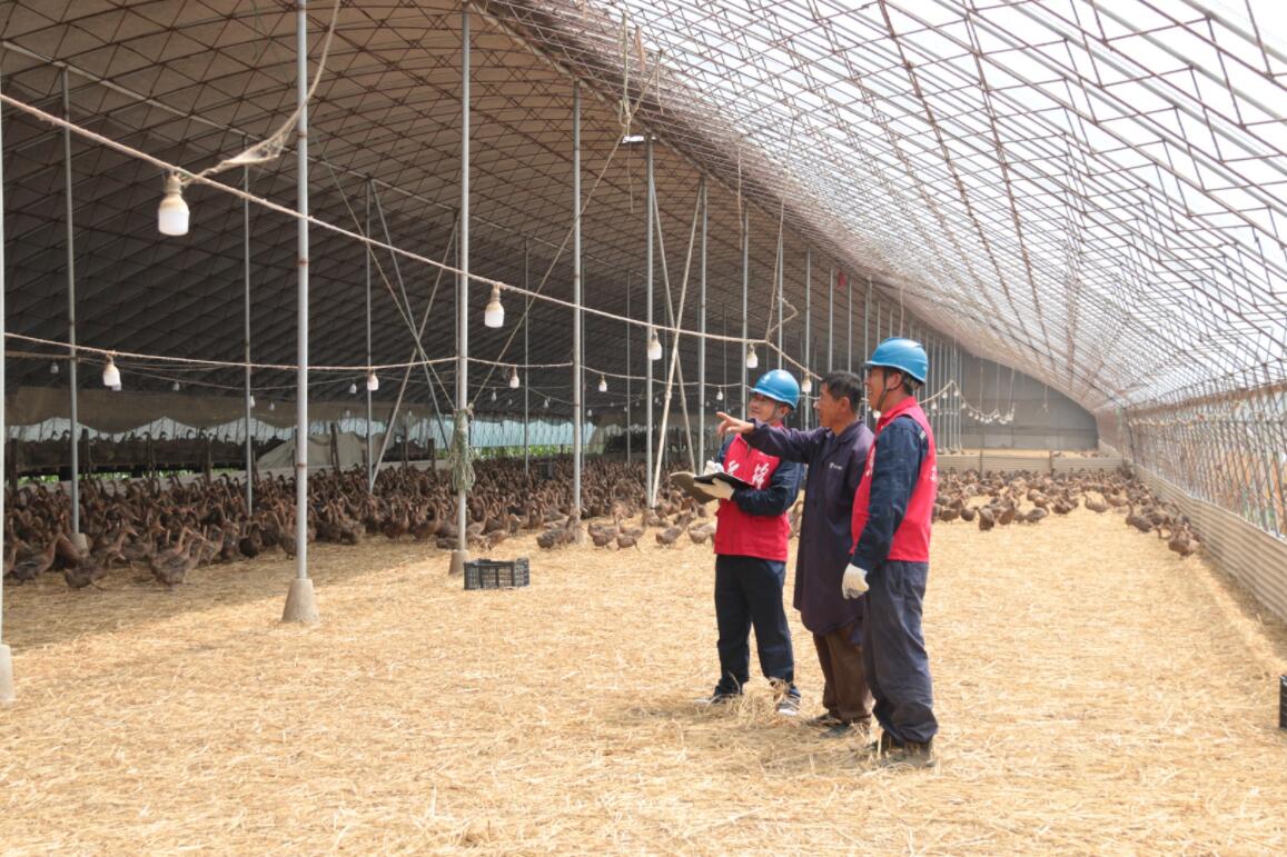 國網大石橋市供電公司“滿格電” 助力養鴨走上致富路