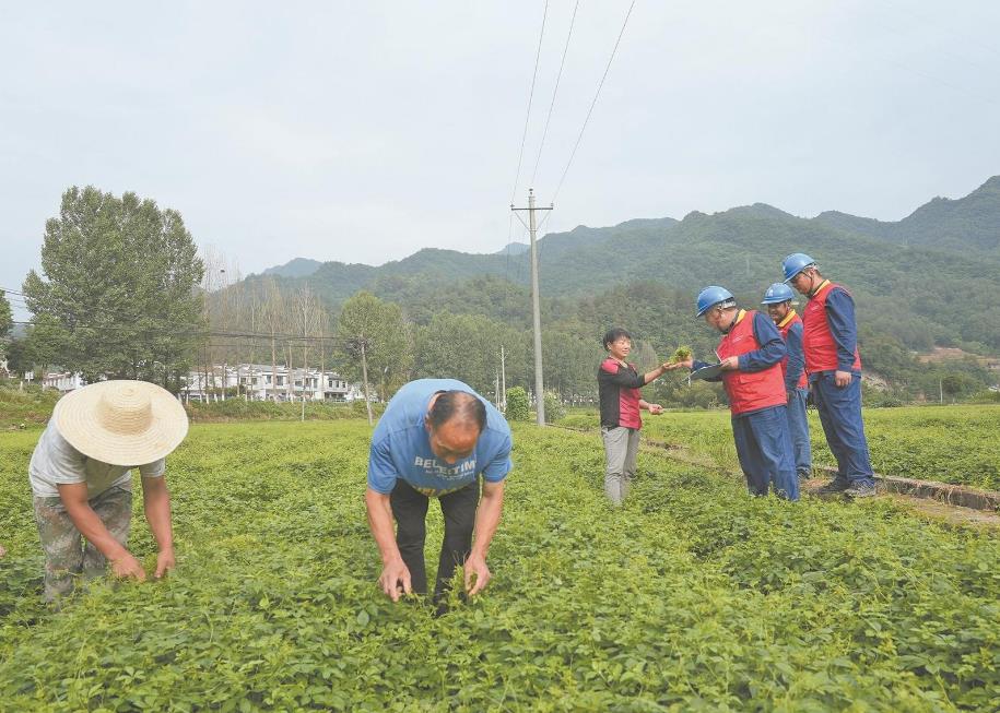 陜西省平利縣加工電氣化助絞股藍產業壯大